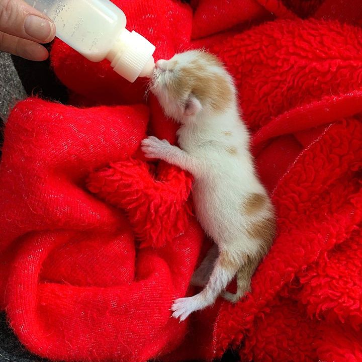 newborn orphan kitten